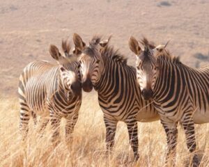 Релакс в Родопите! Нощувка на човек със закуска и вечеря в хотел Чинар, с. Кирково