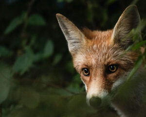 Почивка в Цигов Чарк! 1 или 2 нощувки на човек със закуски, обеди* и вечери + топъл вътрешен басейн и релакс зона от Хотел Парадайс***
