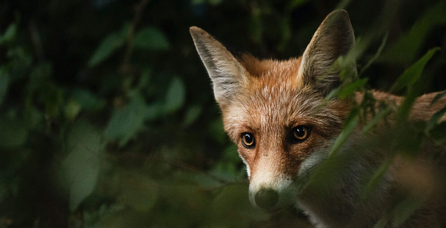 Почивка в Цигов Чарк! 1 или 2 нощувки на човек със закуски, обеди* и вечери + топъл вътрешен басейн и релакс зона от Хотел Парадайс***