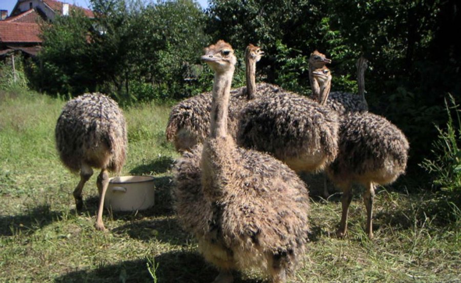 Екскурзия за карнавала на хумора и сатирата в Габрово с посещение на Етъра и Соколски манастир - Image 5