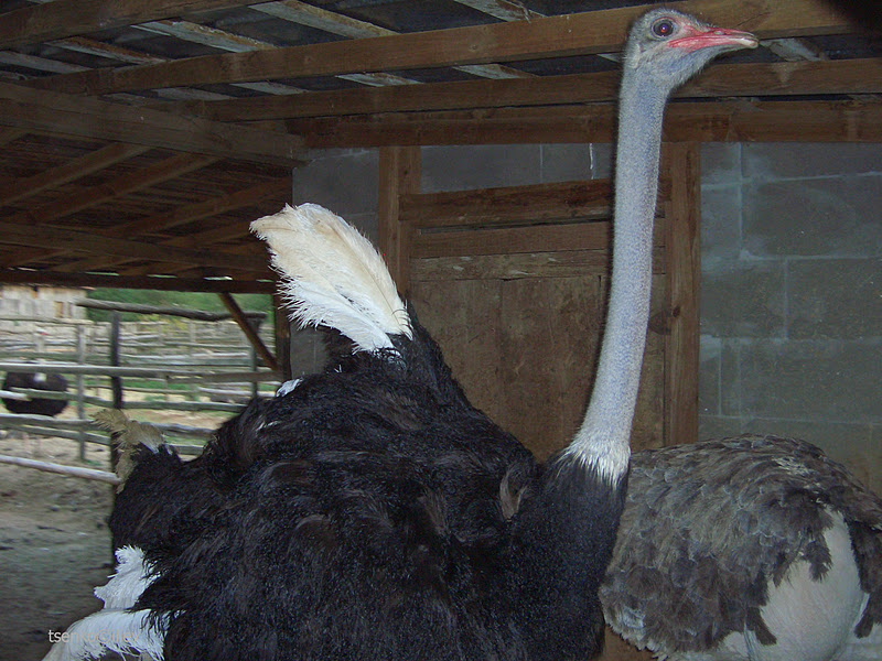 Екскурзия за карнавала на хумора и сатирата в Габрово с посещение на Етъра и Соколски манастир - Image 4